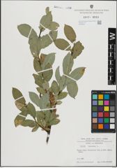 Foto von Salix hastata L.